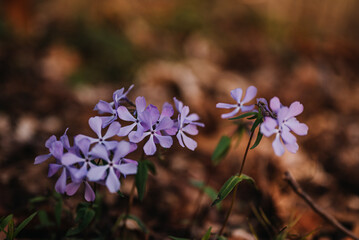 Purple phlox wildflowers