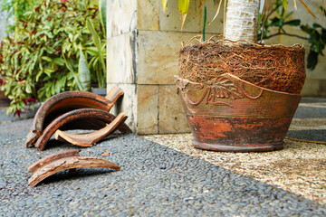 Potted Plant with Exposed Roots and Broken Pot Shards on Cobblestone