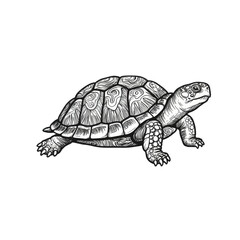 Fototapeta premium Turtle Illustration: A detailed pen and ink illustration of a turtle. This classic representation evokes the essence of patience, longevity, and connection with the natural world.