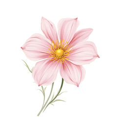 Fototapeta premium pink daisy isolated on white