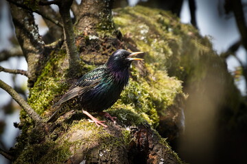 Sturnus vulgaris aka european starling. Common bird perched near to his nest in springtime. Open beak.