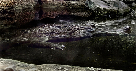 False gharial in the pool. Latin name - Tomistoma schlegelii