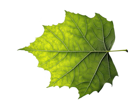 Isolated Green Leaf Photo Illustrative Nature Element Transparent Background