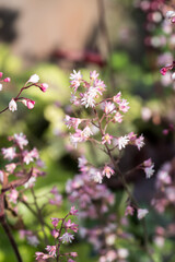 Beautiful Coral Bells (Heuchera sanguinea) flowers.