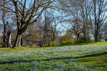 Squill flowering in waterfront park Åbackarna along Motala Strean in Norrköping during spring in Sweden