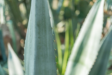 Close-up view of Agave plants, focus on distinctive blue leaves with spiny edges Possibly taken during midday in an outdoor environment like a field or garden Suitable for marketing materials highl