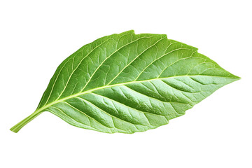 Isolated Green Leaf Illustration On Transparent Background Detail Macro View