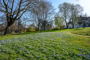 Squill flowering in waterfront park Åbackarna along Motala Strean in Norrköping during spring in Sweden