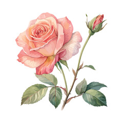 Fototapeta premium pink rose isolated on white