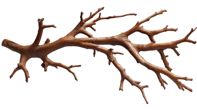 Isolated Illustration of a Brown Branch with Natural Texture on Transparent Background