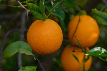 Lush orange fruits hang on a vibrant tree under the warm sun in a serene garden setting