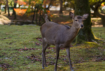Gentle Deer Roaming Nara Park During Autumn