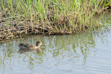 CERCETA COMÚN (Anas Crecca)
