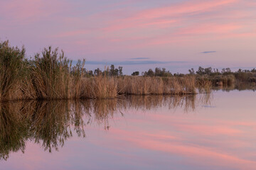 BELLO ATARDECER EN LOS HUMEDALES CERCANOS A LA POBLACION DE ALMENARA, EN LA PROVINCIA DE CASTELLON. COMUNIDAD VALENCIANA. ESPAÑA. EUROPA