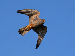 Red-footed falcon (Falco vespertinus)