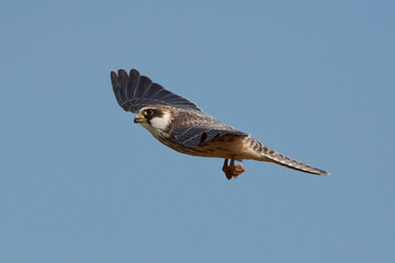 Red-footed falcon (Falco vespertinus)