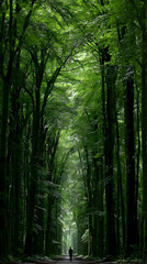 Obraz premium person walking through nature, representing mental clarity and healing.