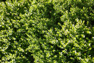 Fototapeta premium boxwood