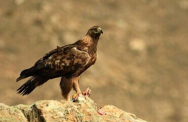 aguila real adulta en la montaña