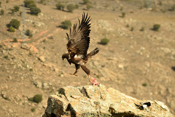 aguila real adulta en la montaña