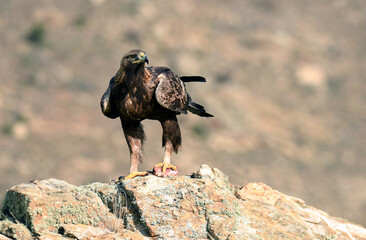 aguila real adulta en la montaña