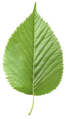 Fototapeta premium Isolated Leaf On Transparent Background Green Leaf Macro Detail Photo