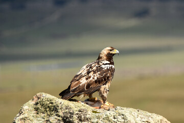 aguilas imperiales se alimentan en el campo