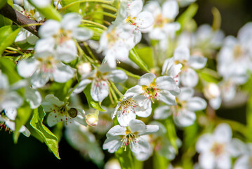 Flowering branch of pear in the garden in spring
