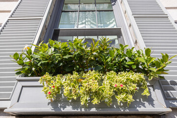 Fototapeta premium Photo of lush green foliage and flowers in a window box window with white shudders