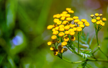 Tansy flowers on a green natural background
