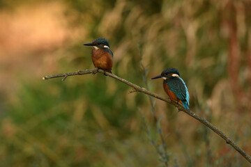 martin pescador descansa en la rama de un rio