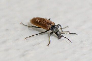 Unique close-up exploration of a fascinating beetle showcasing intricate details of its texture and form in natural light