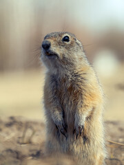 Prairie dog looking at a camera on a grassy lawn.