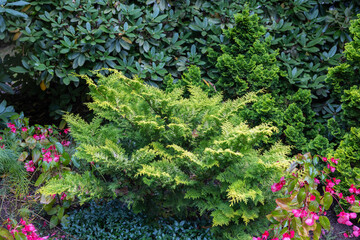 Photo of lush green foliage bushes and pink flowering blossoms taken at the public garden in Halifax, Nova Scotia