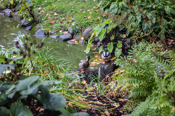 Two ducks camouflaged with green foliage photo taken at the Public Garden  in Halifax, Nova Scotia