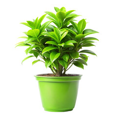 plant in a pot
