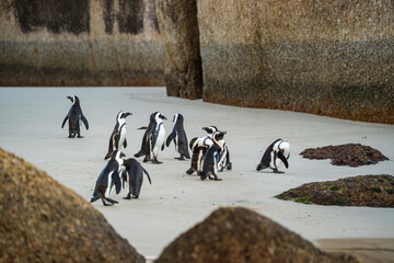 African Penguins - sunrise at Boulders Beach Cape Town. The perfect day trip tourist activity in the "Mother City"