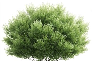 Fototapeta premium Lush green tree with dense foliage standing prominently in bright sunlight during a sunny day in spring