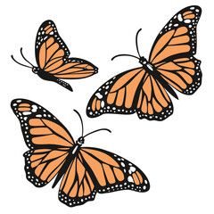 monarch butterflies set vector