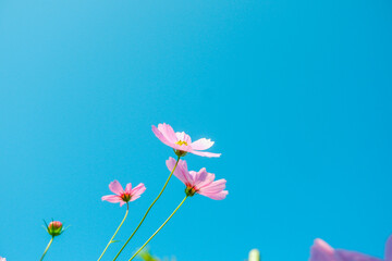 Field of Pink cosmos flowers blooming in garden,wild pink cosmos flowers in spring day,autumn season,view of the various cosmos flowers,Selective focus.