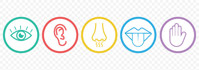 Human senses 5 five types. Vision through eye, smell with nose, taste with tongue line icon set. ENT Otolaryngologist ophthalmologist. Vector illustration on Transparent background