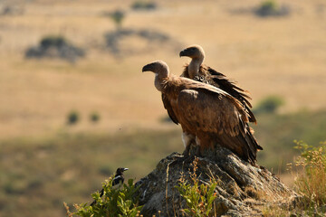 aves carroñeras se alimentan en el campo