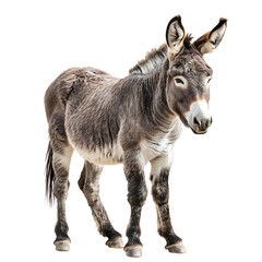 Fototapeta premium Donkey standing still, textured fur and expressive eyes, isolated on a white background