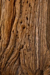 woodpecker holes in an ancient pine tree