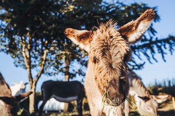 Fototapete bei efototapeten.de bestellen   