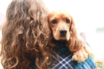 Beautiful cute golden brown cocker spaniel puppy in the arms of his owner