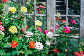 Multicolored rose in flower garden,Сolorful roses in rose garden and wooden window,English roses of different colors in english garden.