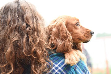 Beautiful cute golden brown cocker spaniel puppy in the arms of his owner