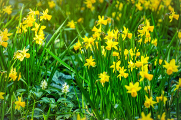 Blooming narcissus in the spring garden
