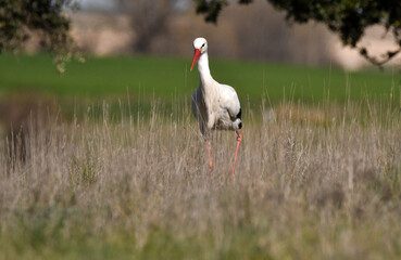 cigueña blanca en el campo busca alimentos